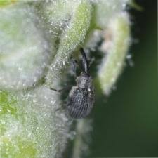 Image result for květopas jahodníkový