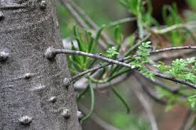 Image result for Kirkiaceae