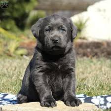 These charcoal lab puppies are growing fast! Reggie Charcoal Labrador Retriever Puppy For Sale In Pennsylvania