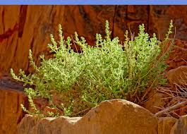 Image result for Aerva