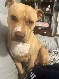 From the owner: MISSING DOG IN DECATUR/ATLANTA GEORGIA. Hazel was at an  emergency vet (St. Francis) when they took her outside without a leash and  she bolted. She has a catheter in