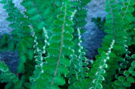 Image result for Cheilanthes inaequalis