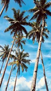 1920 x 1282 jpeg 493 кб. Palm Trees Sky Tropics Trees Wallpaper Palm Tree Background Tree Wallpaper Iphone Palm Trees Wallpaper