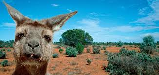 Learn about kangaroo island using the expedia travel guide resource! Evolution World Tour Kangaroo Island Australia Arts Culture Smithsonian Magazine