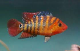Everything About The Mayan Cichlid Fish Cichlid Fish Cichlids Tropical Freshwater Fish