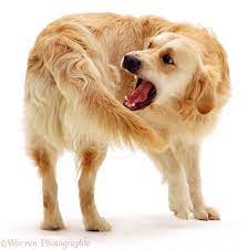 Science Seeks Answer To Why Dogs Chase Their Tails Life With Dogs