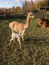 baby alpacas « Adventures with Teresa