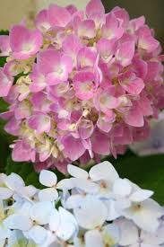 I don't prune till after i see the new growth in spring i just remove the dry canes , and i leave the dry blooms on the plant for the winter. Pretty Petals Paper Flower Arrangements Pink Hydrangea Planting Hydrangeas