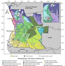 Image result for Elatostema paivaeanum