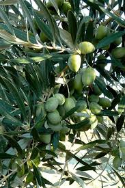 Olea Europaea Olive Tree Greek Elaia Moria The Olive Was The Most Important Tree Of Ancient Greek Horticulture Th Growing Tree Horticulture Wild Olive