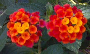 Believe it or not, everyone has a type of flower that matches their personality — here's yours. What Kind Of Flowers Are These Growing Front Yard Birds Eat Garden Trees Grass Lawn Flowers Irrigation Landscaping City Data Forum