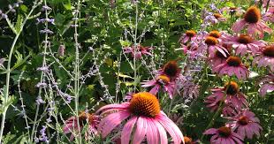 It will grow in full sun to full shade, and requires little pruning or other maintenance. Native Perennials For Midwestern Gardens Spotts Garden Service