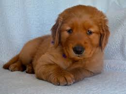 Our goal is to breed quality golden retrievers through extensive testing, breeding practices, and education as a result of training in order to provide our customers with great. Dark Red Golden Retriever Puppies For Sale Near Me Petfinder