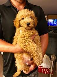Explore downtown frederick, md with over 200 specialty shops, galleries, and restaurants to choose from. Golden Doodle Mix Puppy For Sale In Frederick Md Adn 43414 On Puppyfinder Com Gender Male Age 10 Weeks Old Puppies For Sale Miniature Puppies Goldendoodle