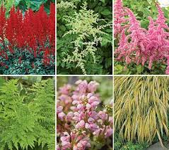 Unless you are planting our partial shade mix or woodland species, choose. Tough As Nails Deer Resistant Garden For Shade Deer Resistant Garden Shade Garden Plants Beautiful Flowers Garden