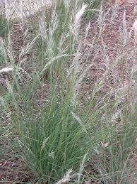 Image result for Eragrostis caespitosa