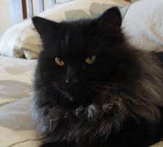 Himalayan Cat Is A Breed Or Sub Breed Of Long Haired Cat Identical In Type To The Persian With The Exception Of Its Blue Eyes An Himalayan Cat Cat Breeds Cats