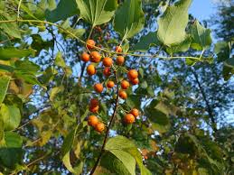 Image result for Celastraceae