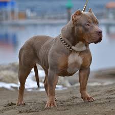 The american pitbull puppies originates from the british isles in the nineteenth century, where blue nose pitbulls and lilac tri pitbulls and blue fawn pitbulls and champagne pitbull puppies for sale. Xxl Merle Tri Blue Pitbull Bully Females Swag Kennels