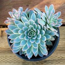 Acrylic fillable ornaments in a variety of shapes and sizes, our unique acrylic fillable ornaments will inspire endless innovative and personalized decorations, gifts, and even costuming if you so choose! 7 Succulent Bouquets You Wish You Knew About Succulent City