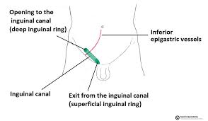 Also, you do not would like to overlook your router. The Inguinal Canal Boundaries Contents Teachmeanatomy