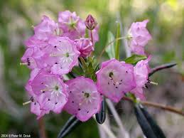 Image result for Polystachya kaluluensis