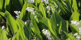 Vive le muguet virtuel sur cybercartes ! Eiajeieqyjkxxm