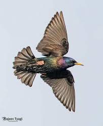 Julio Maiz On Twitter Pet Birds Beautiful Birds Common Starling