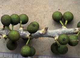 Image result for Ficus bubu