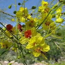 Image result for Parkinsonia africana