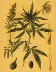 Hay datos sólidos derivados de investigaciones con animales y un número creciente de estudios con seres humanos que indican que la exposición a la marihuana durante el desarrollo puede causar. Que Es La Marihuana National Institute On Drug Abuse Nida