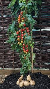 De nombreux fermiers « tuent » leurs plants de pommes de terre en stoppant tout arrosage. Tomates Et Pommes De Terre Sur Le Meme Plant Jardinier Paresseux