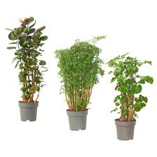 Image result for Polyscias