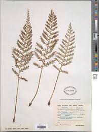 Image result for Asplenium theciferum