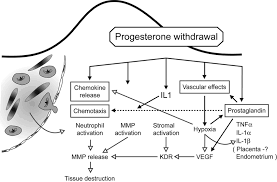 Image result for Progesterone Challenge Test