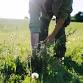 Pasture Foraging at Deer Run Acres