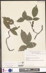 Image result for Sorindeia winkleri