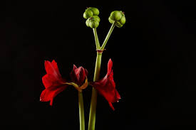 Nach dem „überwintern der amaryllis können sie diese wieder in ein glas setzen, falls ihnen das mehr gefällt. Amaryllis Wieder Zum Bluhen Bringen So Gelingt S