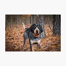 Bedroom decorating ideas ukc upcoming coonhound. Hound Dog Wall Art Redbubble