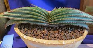 The aloe, cactus & succulent society of zimbabwe ( 100% ). Aloe Suprafoliata Book Aloe World Of Succulents Succulents Succulent Gardening Flowering Succulents