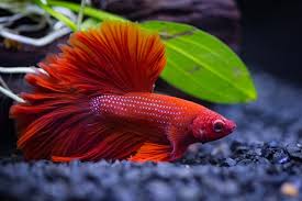 Jual lukisan airbrush ikan hias cupang di kanvas 60x40 di lapak. Jenis Jenis Ikan Cupang Hias Yang Mudah Dipelihara