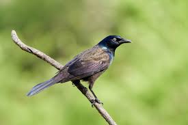How long do grackles live? Grackles In Your Yard If You Can T Beat Them Enjoy Them