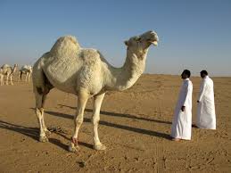 Camels are very specialized animals. Saudi Arabia Desert Camel Free Stock Photos In Jpeg Jpg 4000x3000 Format For Free Download 2 76mb