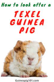 Pin On Pigs