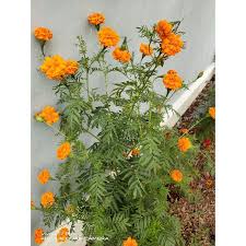 Tumbuhan ini tumbuh di kawasan berpasir dan. Bibit Biji Bunga Tahi Ayam Marigold Shopee Indonesia