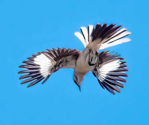 Northern Mockingbird — Santa Clara Valley Bird Alliance