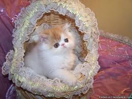 Beautiful persian kittens beautiful black persian kittens championed sired carry chocolate and lilac. Persian Kittens For Sale Price 300 For Sale In Finksburg Maryland Best Pets Online