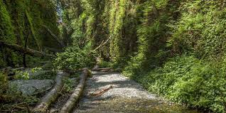 Fern canyon is a canyon in the prairie creek redwoods state park in humboldt county, california, western united states. Fern Canyon Visit California