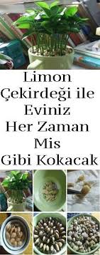 Zubeyde Acar Adli Kullanicinin Maskeler Panosundaki Pin Bitki Ev Icinde Bitki Bakimi Organik Bahcecilik