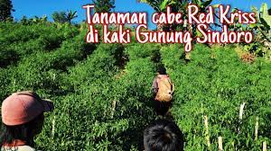 Biasanya cabe rawit di tanam di polybag, akan tetapi jika anda memiliki lahan luas seperti sawah tidak adalah salahnya jika mengikuti cara menanam cabe rawit di sawah berikut ini. Menanam Cabe Berbuah Lebat Di Gunung Sindoro Youtube
